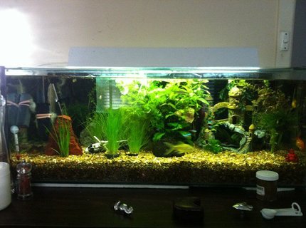 52 gallons planted tank (mostly live plants and fish) - my planted aquarium, no fakes only living plants and fish 52 gallons planted tank (mostly live plants and fish) - my planted aquarium, no fakes only living plants and fish