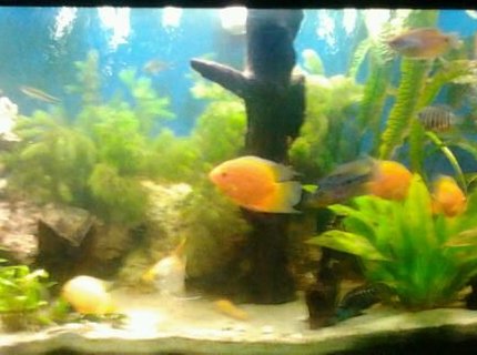 210 gallons planted tank (mostly live plants and fish) - 125gal SA/CA FISH AND A LOT OF PLANTS AND WOOD AND ROCK 210 gallons planted tank (mostly live plants and fish) - 125gal SA/CA FISH AND A LOT OF PLANTS AND WOOD AND ROCK