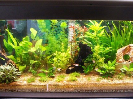 62 gallons planted tank (mostly live plants and fish) - 240l planted started july 2011 62 gallons planted tank (mostly live plants and fish) - 240l planted started july 2011