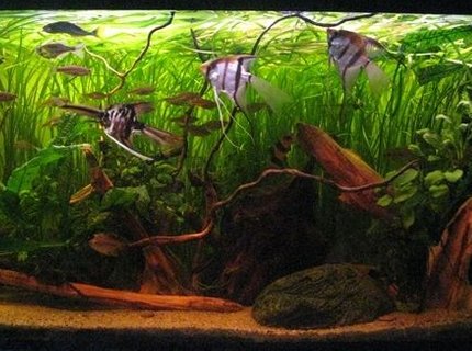 63 gallons planted tank (mostly live plants and fish) - My biggest tank 63 gallons planted tank (mostly live plants and fish) - My biggest tank
