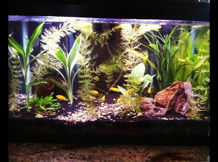 60 gallons planted tank (mostly live plants and fish) - my planted tank ive had for 3 months 60 gallons planted tank (mostly live plants and fish) - my planted tank ive had for 3 months