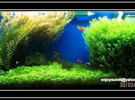 42 gallons planted tank (mostly live plants and fish) - BEAUTY IN SIMPLICITY 42 gallons planted tank (mostly live plants and fish) - BEAUTY IN SIMPLICITY