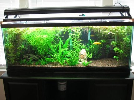 60 gallons planted tank (mostly live plants and fish) - My growing jungle 60 gallons planted tank (mostly live plants and fish) - My growing jungle