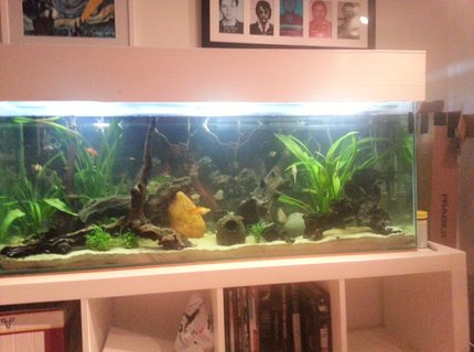50 gallons planted tank (mostly live plants and fish) - 4ft natural river bed tank 50 gallons planted tank (mostly live plants and fish) - 4ft natural river bed tank