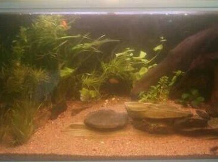 42 gallons planted tank (mostly live plants and fish) - 160 ltr 42 gallons planted tank (mostly live plants and fish) - 160 ltr