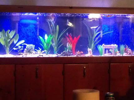 135 gallons planted tank (mostly live plants and fish) - My beautiful tank. I've added some mote live plants since this was taken and I don't think they are doing so hot. 135 gallons planted tank (mostly live plants and fish) - My beautiful tank. I've added some mote live plants since this was taken and I don't think they are doing so hot.