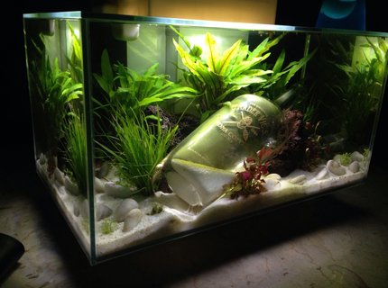 6 gallons planted tank (mostly live plants and fish) 6 gallons planted tank (mostly live plants and fish)