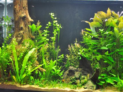 25 gallons planted tank (mostly live plants and fish) - 39 gallon
pressurized CO2
low lighting 25 gallons planted tank (mostly live plants and fish) - 39 gallon
pressurized CO2
low lighting