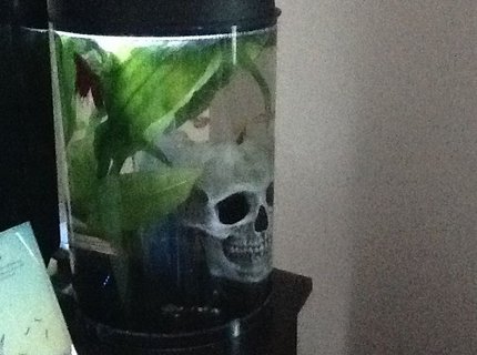 3 gallons planted tank (mostly live plants and fish) - This is my tiny, three-gallon tank, which houses a Pleco, three Guppies and a male Betta. The plant in view is an Amazon Sword. I also own a 55 gallon tank. 3 gallons planted tank (mostly live plants and fish) - This is my tiny, three-gallon tank, which houses a Pleco, three Guppies and a male Betta. The plant in view is an Amazon Sword. I also own a 55 gallon tank.