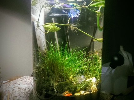 2 gallons planted tank (mostly live plants and fish) - 2 gallon shrimp and betta 2 gallons planted tank (mostly live plants and fish) - 2 gallon shrimp and betta