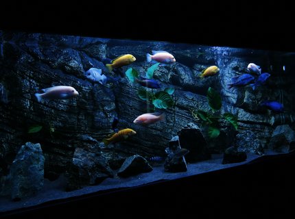 450 gallons planted tank (mostly live plants and fish) - Malawi tank 450 gallons planted tank (mostly live plants and fish) - Malawi tank