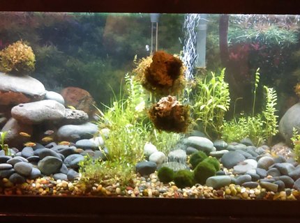 150 gallons planted tank (mostly live plants and fish) - just started this planted tank was using it to house fry decided to try it out all plants moss rocks and drift wood i got from the local river in my area realy liking it so going to order the proper lighting and co2 just need to do some research on what i need open for any suggestions 150 gallons planted tank (mostly live plants and fish) - just started this planted tank was using it to house fry decided to try it out all plants moss rocks and drift wood i got from the local river in my area realy liking it so going to order the proper lighting and co2 just need to do some research on what i need open for any suggestions