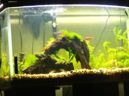 42 gallons planted tank (mostly live plants and fish) - . 42 gallons planted tank (mostly live plants and fish) - .