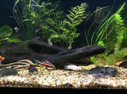 40 gallons planted tank (mostly live plants and fish) - 40 Gallon Planted 40 gallons planted tank (mostly live plants and fish) - 40 Gallon Planted