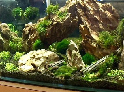 150 gallons planted tank (mostly live plants and fish) - first aquascape. Dragon stone, weeping and flame moss. Planning on adding shrimp. 150 gallons planted tank (mostly live plants and fish) - first aquascape. Dragon stone, weeping and flame moss. Planning on adding shrimp.