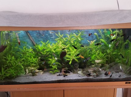 40 gallons planted tank (mostly live plants and fish) - Juwel Rio 180 40 gallons planted tank (mostly live plants and fish) - Juwel Rio 180