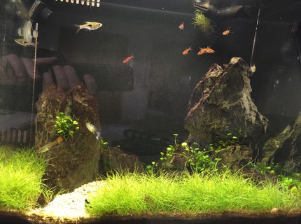 34 gallons planted tank (mostly live plants and fish) - Fluval Flex 34L nano tank. Curved from means I cannot get a picture without a reflection in it. 34 gallons planted tank (mostly live plants and fish) - Fluval Flex 34L nano tank. Curved from means I cannot get a picture without a reflection in it.