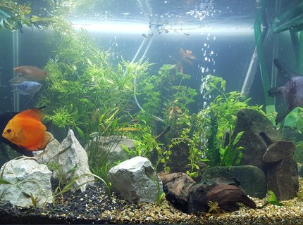 54 gallons planted tank (mostly live plants and fish) - First pic, just got it set up after a 100 mile transport, down and up in a day with fish back in their home 54 gallons planted tank (mostly live plants and fish) - First pic, just got it set up after a 100 mile transport, down and up in a day with fish back in their home