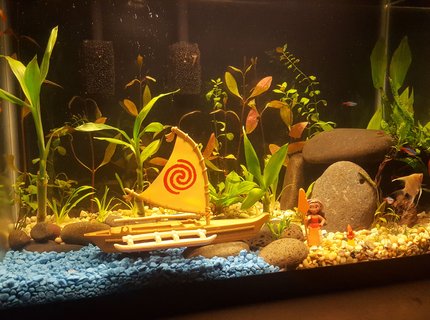 20 gallons planted tank (mostly live plants and fish) - Disney's Moana themed Aquarium. 20 gallons planted tank (mostly live plants and fish) - Disney's Moana themed Aquarium.