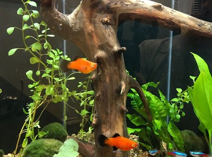 20 gallons planted tank (mostly live plants and fish) - 20 gallon hex tall tank, freshwater, with fish and live plants, drift wood center piece 20 gallons planted tank (mostly live plants and fish) - 20 gallon hex tall tank, freshwater, with fish and live plants, drift wood center piece