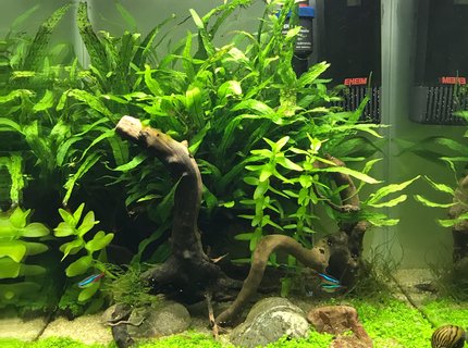 10 gallons planted tank (mostly live plants and fish) - Tank after 6 months, Monte Carlo has taken well. 10 gallons planted tank (mostly live plants and fish) - Tank after 6 months, Monte Carlo has taken well.