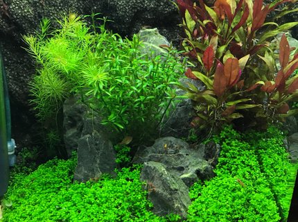 8 gallons planted tank (mostly live plants and fish) - Fluval 7.9G shrimp tank 8 gallons planted tank (mostly live plants and fish) - Fluval 7.9G shrimp tank