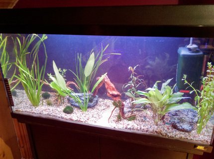 25 gallons planted tank (mostly live plants and fish) - My new setup which im just taking one step at a time i am beginning by adding more and more plants,rocks and wood and the livestock will mainly consist of neon tetras and cherry shrimp. 25 gallons planted tank (mostly live plants and fish) - My new setup which im just taking one step at a time i am beginning by adding more and more plants,rocks and wood and the livestock will mainly consist of neon tetras and cherry shrimp.