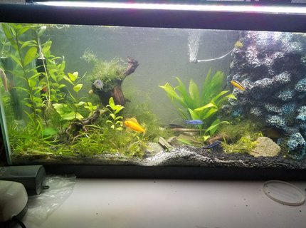40 gallons planted tank (mostly live plants and fish) - Hawaiian Tank left view showing cobalt, electric yellow, Johanni, auratus, albino algae eater, and an albino auratus peaking from behind driftwood! 40 gallons planted tank (mostly live plants and fish) - Hawaiian Tank left view showing cobalt, electric yellow, Johanni, auratus, albino algae eater, and an albino auratus peaking from behind driftwood!