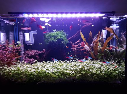 10 gallons planted tank (mostly live plants and fish) - Super. 10 gallons planted tank (mostly live plants and fish) - Super.