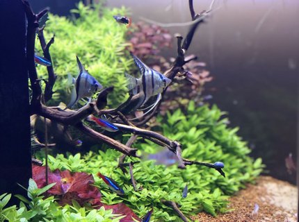 42 gallons planted tank (mostly live plants and fish) - Blue Angels! 42 gallons planted tank (mostly live plants and fish) - Blue Angels!
