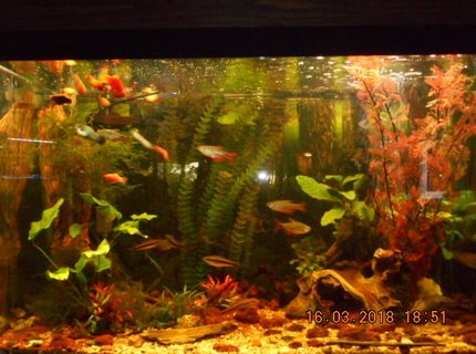 65 gallons planted tank (mostly live plants and fish) - 65gallon community tank 65 gallons planted tank (mostly live plants and fish) - 65gallon community tank