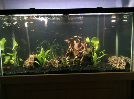 90 gallons planted tank (mostly live plants and fish) - Before the my green carpet comes in 90 gallons planted tank (mostly live plants and fish) - Before the my green carpet comes in