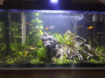 15 gallons planted tank (mostly live plants and fish) - 1 month old 15 gallons planted tank (mostly live plants and fish) - 1 month old