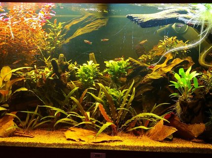 47 gallons planted tank (mostly live plants and fish) - Front 47 gallons planted tank (mostly live plants and fish) - Front