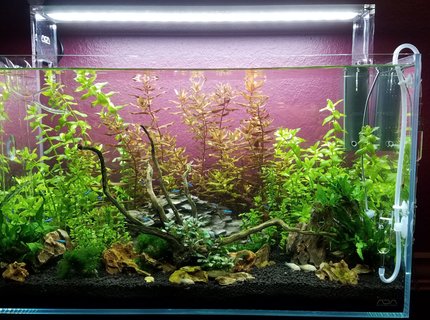 17 gallons planted tank (mostly live plants and fish) - Over ran by Beauty! 17 gallons planted tank (mostly live plants and fish) - Over ran by Beauty!
