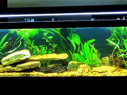 33 gallons planted tank (mostly live plants and fish) - fish to be stocked soon 33 gallons planted tank (mostly live plants and fish) - fish to be stocked soon