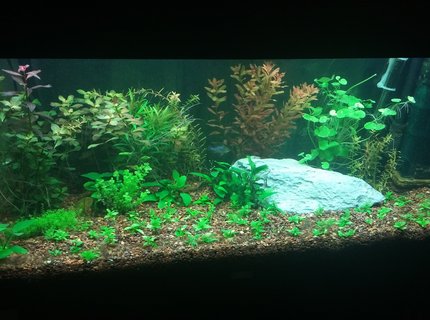 42 gallons planted tank (mostly live plants and fish) - Juwel Rio 180 42 gallons planted tank (mostly live plants and fish) - Juwel Rio 180