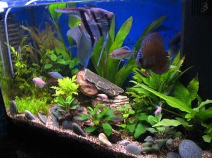 17 gallons planted tank (mostly live plants and fish) - Improved tank with DIY CO2. 17 gallons planted tank (mostly live plants and fish) - Improved tank with DIY CO2.