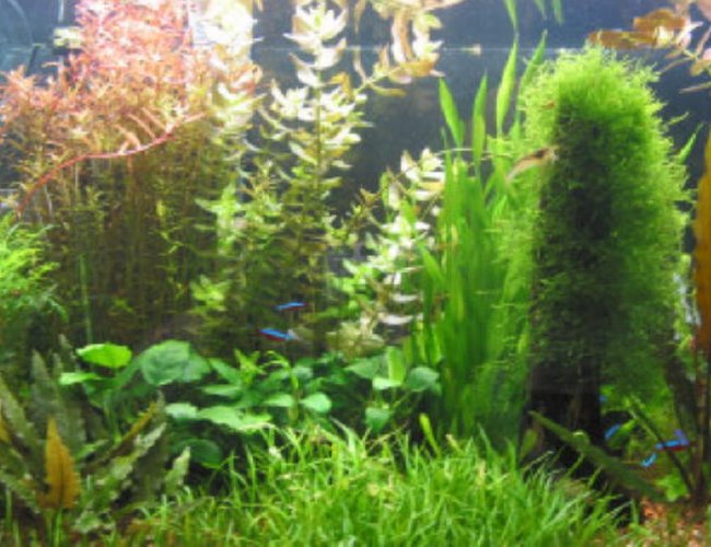 40 gallons planted tank (mostly live plants and fish) - My first planted tank attempt. 40 gallons planted tank (mostly live plants and fish) - My first planted tank attempt.