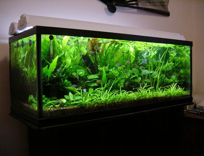 planted tank (mostly live plants and fish) - 65 Gallon (48x18x18), fully planted tank 100% flourite. Low Tech, Low Cost Aquarium. 4x40W GE bulbs, with DIY CO2.
rbrtng@gmail planted tank (mostly live plants and fish) - 65 Gallon (48x18x18), fully planted tank 100% flourite. Low Tech, Low Cost Aquarium. 4x40W GE bulbs, with DIY CO2.
rbrtng@gmail
