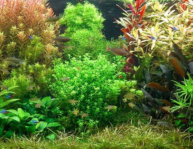 planted tank (mostly live plants and fish) planted tank (mostly live plants and fish)