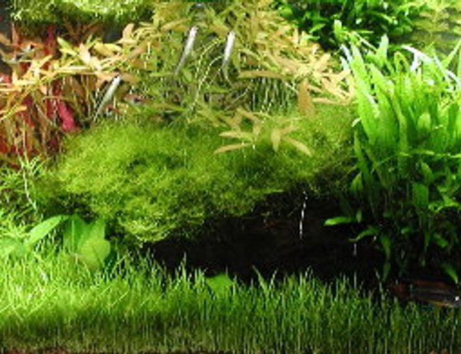 planted tank (mostly live plants and fish) - This picture was taken a while ago, there have been a few changes since. The fish include: 10 harlequin rasboras, 2 SAE's, 5 otocinclus, 6 corydoras, 4 german blue rams, a few killi fish, and 6 cardina japonica shrimp. I don't gravel vac too often. I will just push the tube into the plants as far as possible to get debris out. Every once in a while I will uproot plants to gravel vac and then replant, this also keeps things from getting too dense. planted tank (mostly live plants and fish) - This picture was taken a while ago, there have been a few changes since. The fish include: 10 harlequin rasboras, 2 SAE's, 5 otocinclus, 6 corydoras, 4 german blue rams, a few killi fish, and 6 cardina japonica shrimp. I don't gravel vac too often. I will just push the tube into the plants as far as possible to get debris out. Every once in a while I will uproot plants to gravel vac and then replant, this also keeps things from getting too dense.