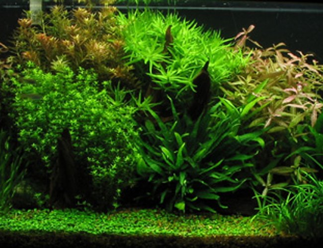planted tank (mostly live plants and fish) - Tank Specifications :: Dimensions: 48"x16"x18"
Volume: 66 gallon / 250L
Substrate: 1-3mm gravel
Lighting: 5x40W NO fluorescent, 11hrs
Filteration: fluval 304 & Magnum 250
Flora :: plant list:
1# Glossotigma
2# Sagittaria pusilla
3# Ludwigia repens
4# Microsorum Pteropus
5# Hygrophila polysperma 'Sunset'
6# Micranthemum micranthemoides
7# Vallisneria Americana
8# Rotala Indica
9# Heteranthera zosteraefolia
Fauna :: 2x Blue Ram - Microgeophagus ramirezi
2x Angelfish - Pterophyllum scalare
5x Otto - Otocinclus affinis
5x Pristella - Pristella maxillaris
5x Harlequin - Rasbora heteromorpha
4x SAE - Crossocheilus siamensis
5x Ammano shrimp - Caridina japonica
10X Cardinal - Paracheirodon axelrodi
Fertilization :: CO2: 5lbs presiruzed system
water column fertilization: Fleet enema, CaNO3, KNO3, K2SO4, seachem flourish & iron
substrate fertlization: N/A planted tank (mostly live plants and fish) - Tank Specifications :: Dimensions: 48"x16"x18"
Volume: 66 gallon / 250L
Substrate: 1-3mm gravel
Lighting: 5x40W NO fluorescent, 11hrs
Filteration: fluval 304 & Magnum 250
Flora :: plant list:
1# Glossotigma
2# Sagittaria pusilla
3# Ludwigia repens
4# Microsorum Pteropus
5# Hygrophila polysperma 'Sunset'
6# Micranthemum micranthemoides
7# Vallisneria Americana
8# Rotala Indica
9# Heteranthera zosteraefolia
Fauna :: 2x Blue Ram - Microgeophagus ramirezi
2x Angelfish - Pterophyllum scalare
5x Otto - Otocinclus affinis
5x Pristella - Pristella maxillaris
5x Harlequin - Rasbora heteromorpha
4x SAE - Crossocheilus siamensis
5x Ammano shrimp - Caridina japonica
10X Cardinal - Paracheirodon axelrodi
Fertilization :: CO2: 5lbs presiruzed system
water column fertilization: Fleet enema, CaNO3, KNO3, K2SO4, seachem flourish & iron
substrate fertlization: N/A