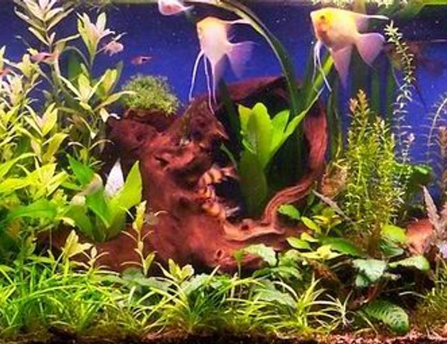 planted tank (mostly live plants and fish) planted tank (mostly live plants and fish)