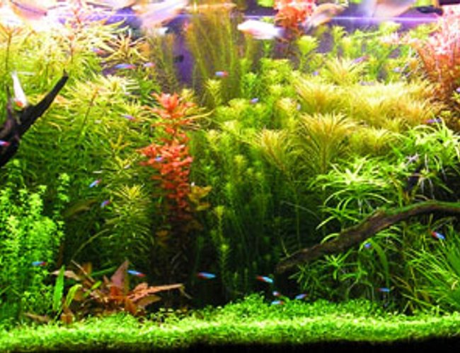 540 gallons planted tank (mostly live plants and fish) 540 gallons planted tank (mostly live plants and fish)