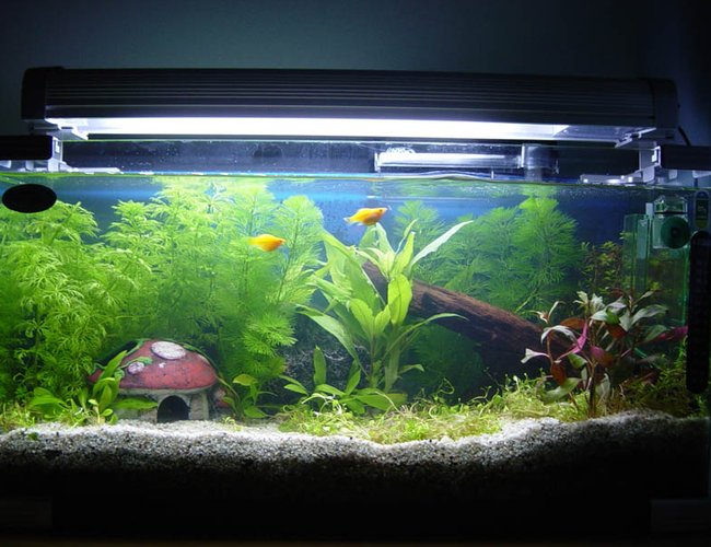 11 gallons planted tank (mostly live plants and fish) - Beginner in planted tank experience.. 11 gallons planted tank (mostly live plants and fish) - Beginner in planted tank experience..