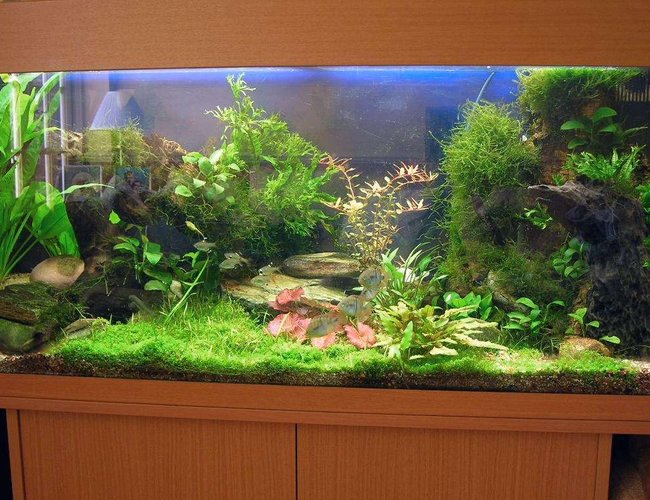 45 gallons planted tank (mostly live plants and fish) - A planted tank on the cheap. 45 gallons planted tank (mostly live plants and fish) - A planted tank on the cheap.