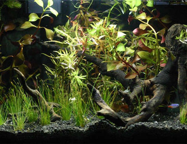 3 gallons planted tank (mostly live plants and fish) - My first planted tank, 2 days after planting. 3 gallons planted tank (mostly live plants and fish) - My first planted tank, 2 days after planting.