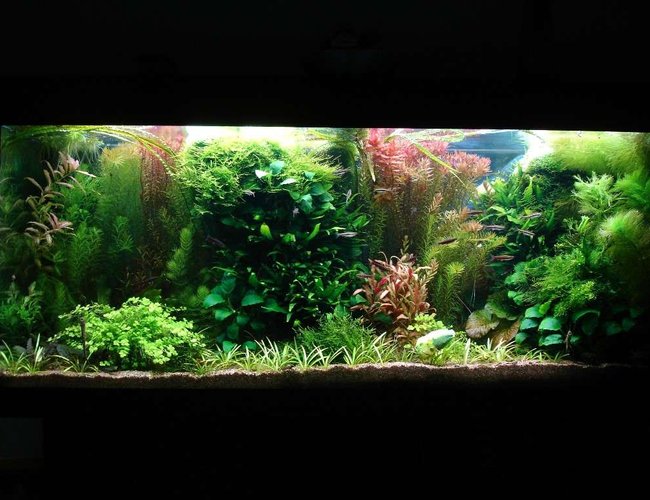 53 gallons planted tank (mostly live plants and fish) - 240L 120 x 40 x 50,
Fluorescent lightning T8: 4 x 38W
Filtration: Eheim 2236 600l/h & Juwel Compact 1000l/h,
CO2 addition, fertilisation with PMDD or Profito twice a week, daily Easycarbo 5ml &
50-60% water change weekly 53 gallons planted tank (mostly live plants and fish) - 240L 120 x 40 x 50,
Fluorescent lightning T8: 4 x 38W
Filtration: Eheim 2236 600l/h & Juwel Compact 1000l/h,
CO2 addition, fertilisation with PMDD or Profito twice a week, daily Easycarbo 5ml &
50-60% water change weekly