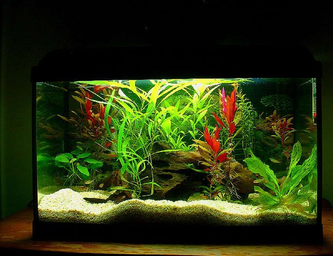 20 gallons planted tank (mostly live plants and fish) - 24-18-12 standard - life glo 2 15w lamp - power 20 filter no carbon double sponge and bio medium - keep carbon out of your tank - diy - never use fast rising yeast your ph will change a little too quickily 20 gallons planted tank (mostly live plants and fish) - 24-18-12 standard - life glo 2 15w lamp - power 20 filter no carbon double sponge and bio medium - keep carbon out of your tank - diy - never use fast rising yeast your ph will change a little too quickily